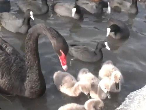 黑天鹅最新爆料新闻,揭秘惊天大事件背后的惊人真相