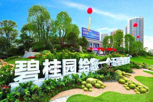 碧桂园爆料小夜曲视频,揭秘项目背后的故事与真相